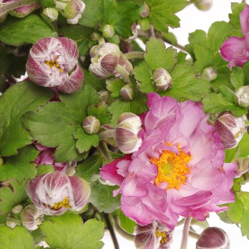 Anemoon rosa Wild 60cm