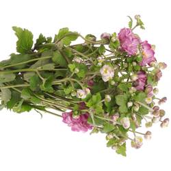 Anemoon rosa Wild 60cm