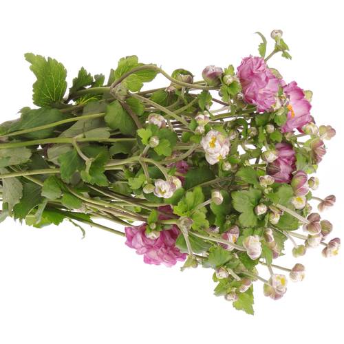 Anemoon rosa Wild 60cm