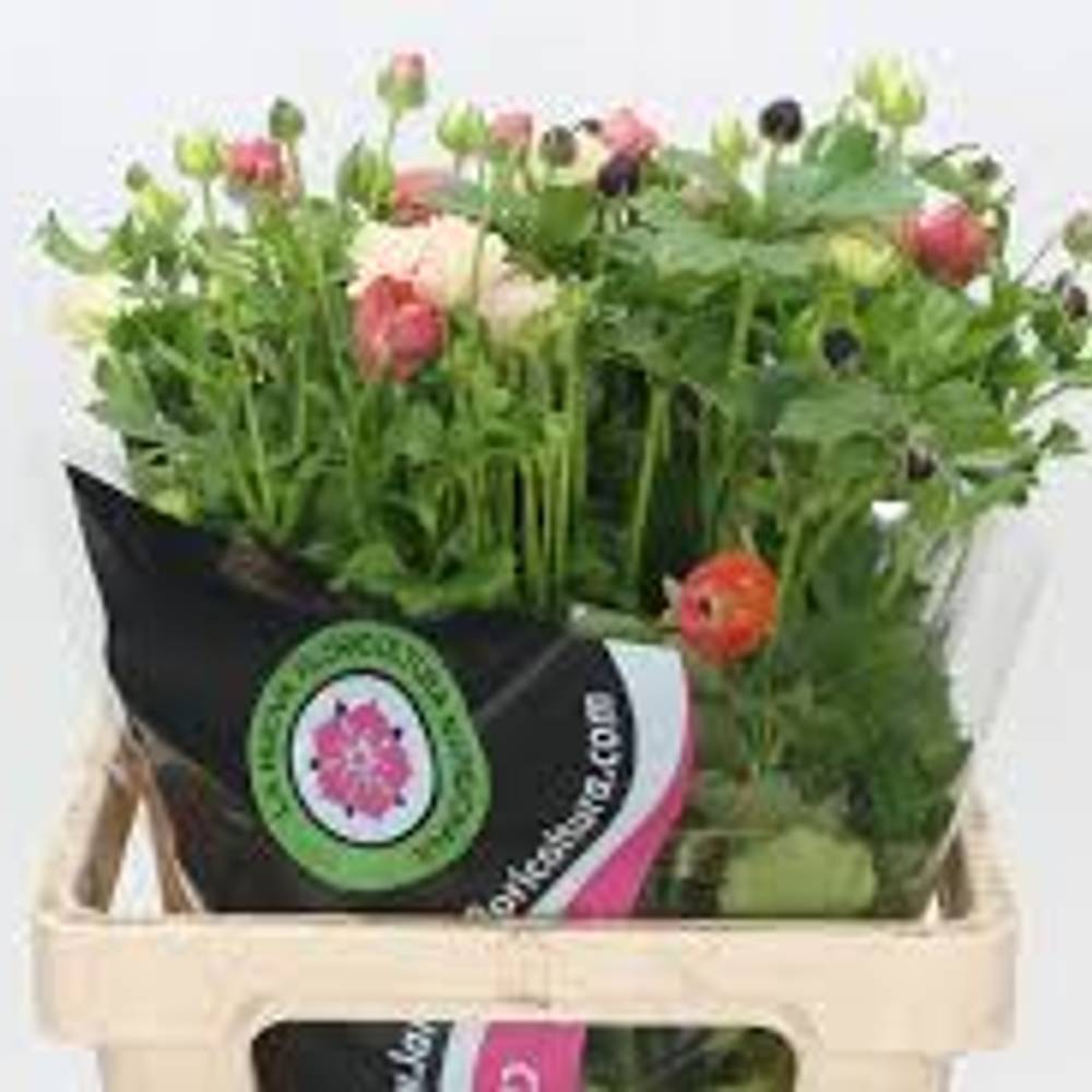 Ranunkel mix Sp Natura Moderma Rainbow  60cm