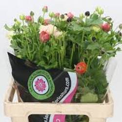 Ranunkel mix Sp Natura Moderma Rainbow  60cm