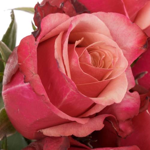 Rose rosa Pompidou 50cm