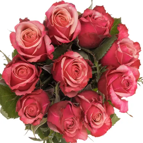 Rose rosa Pompidou 50cm