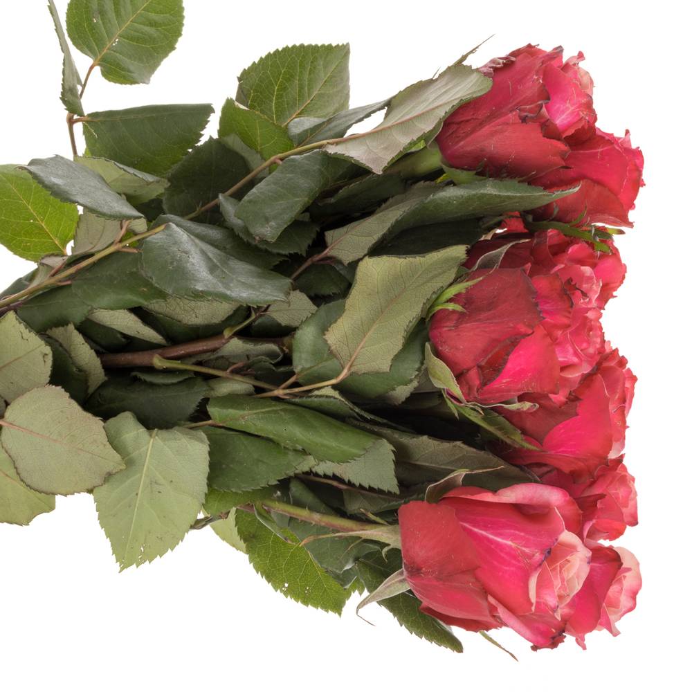 Rose rosa Pompidou 50cm