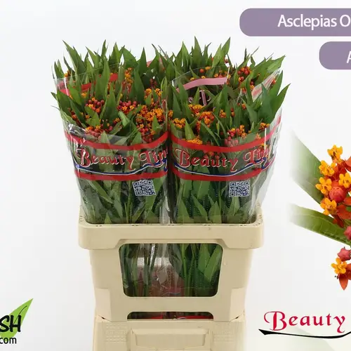 Aesclepia dunkel orange Silky Red 40cm
