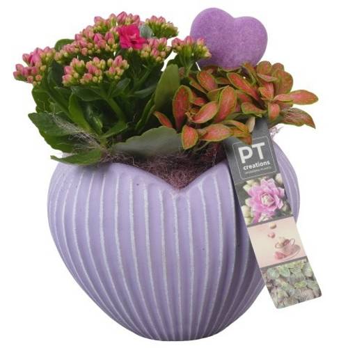 Kal.Arr PTVMB2311 T15 H022