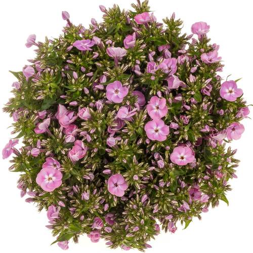 Phlox hell rosa Senora 50cm