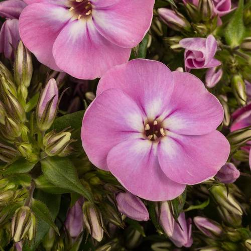 Phlox hell rosa Senora 50cm