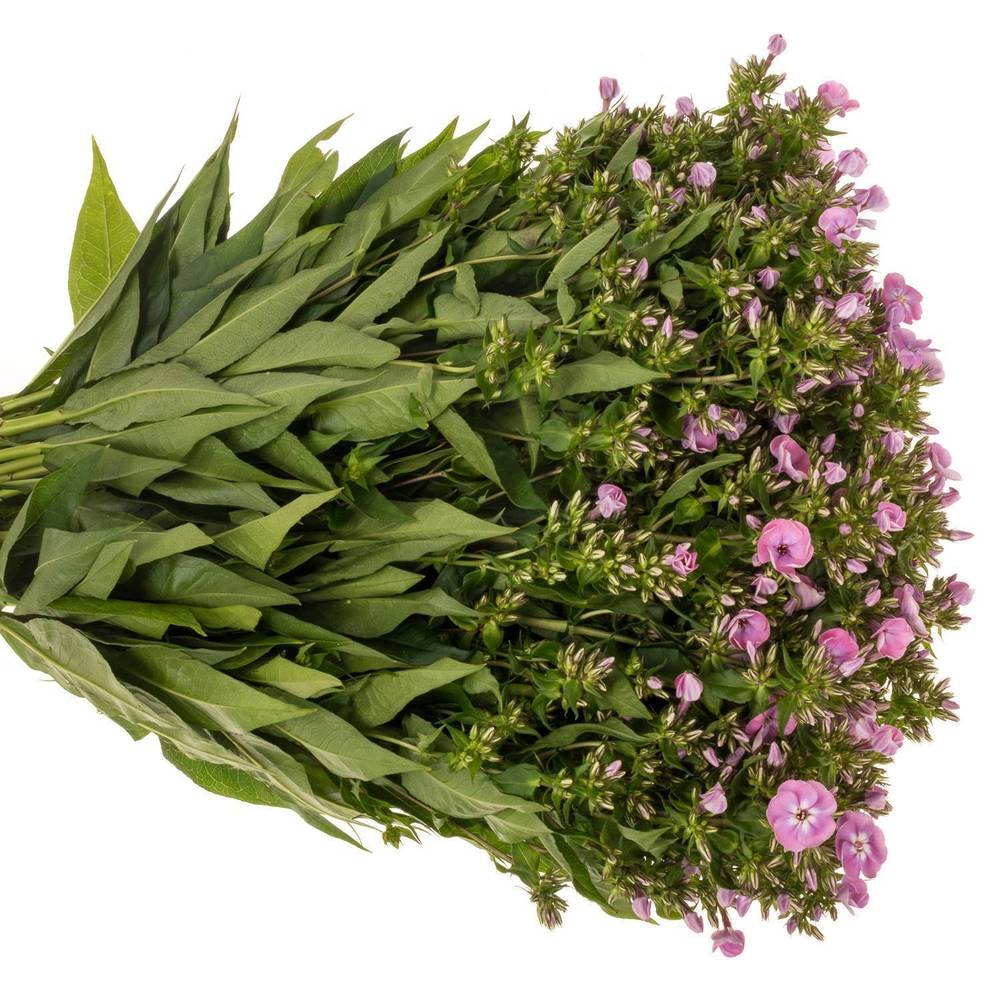 Phlox hell rosa Senora 50cm