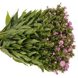 Phlox hell rosa Senora 50cm