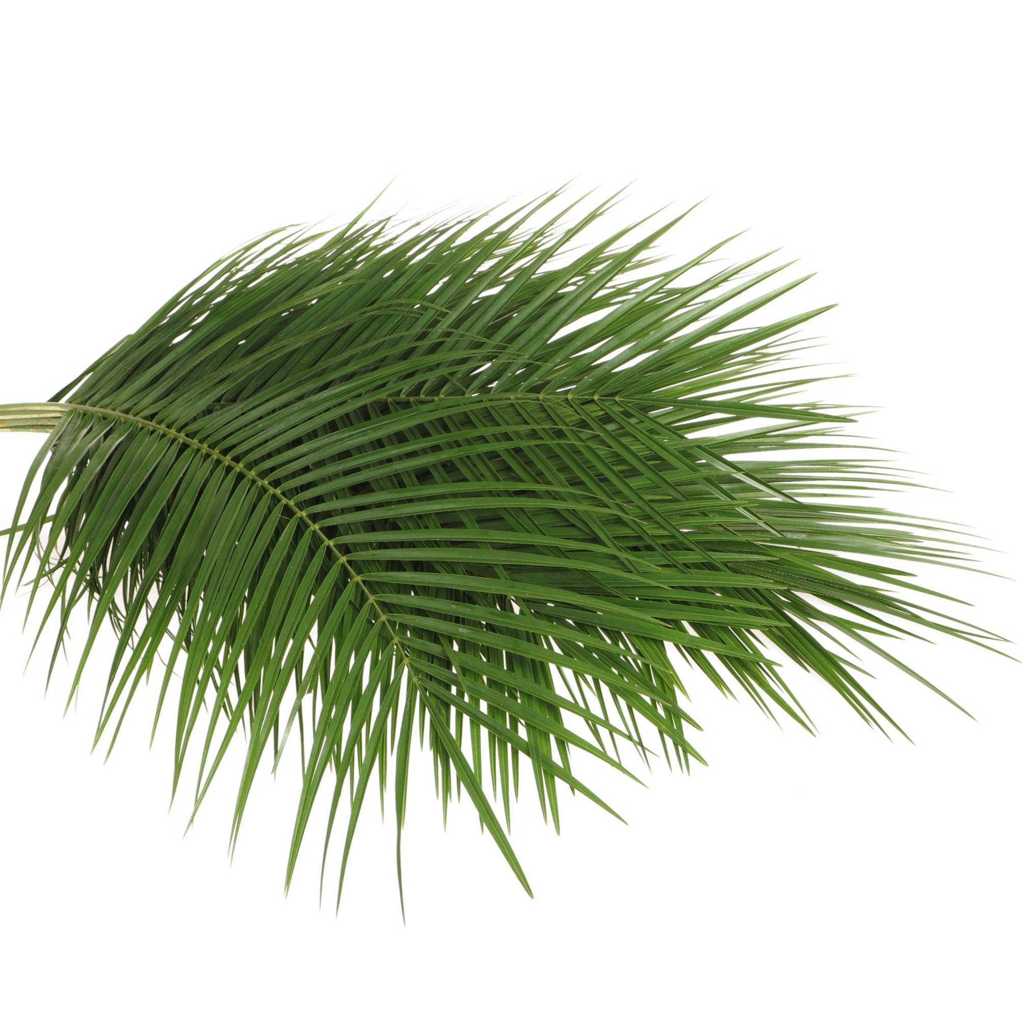 Girlande dunkel grn Thuja rund gebunden 10Meter (Girlande) | Heyl -  Blumengrohandel / Floristikgrohandel