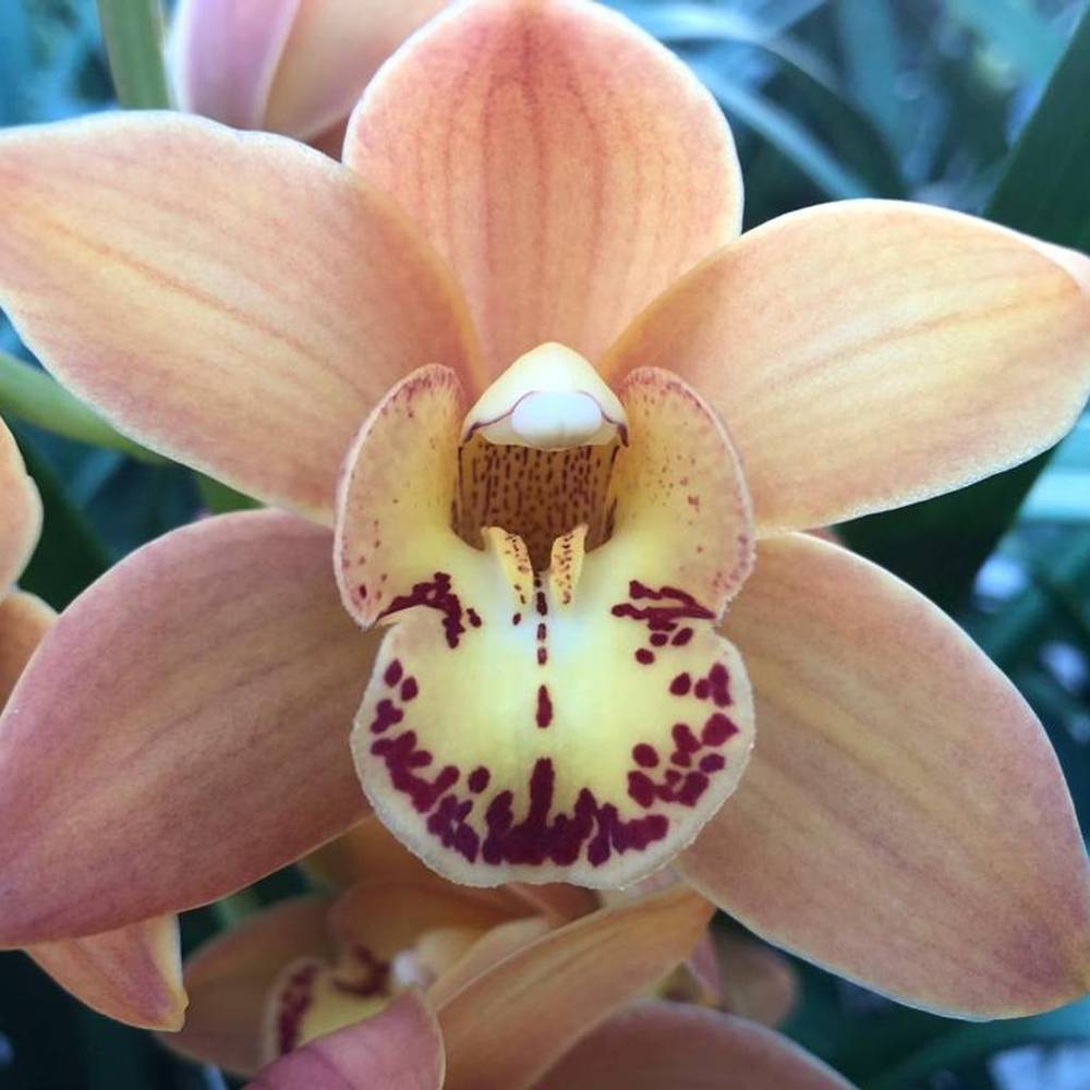 Mini Cymbidium orange Beauty 10+Blüte 50cm