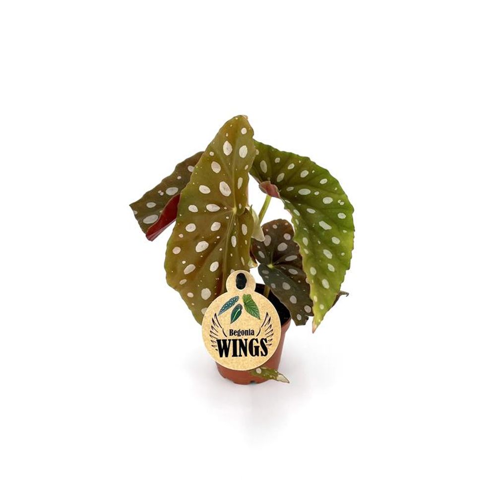 Begonia Maculata Listrada T06 H18