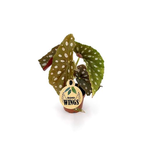 Begonia Maculata Listrada T06 H18