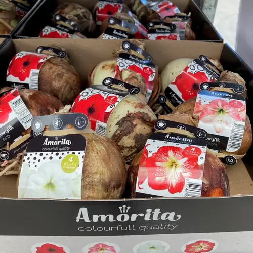 Amaryllis mix Zwiebel natur 28cm H020