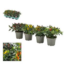 Capscium Ann. mix Torero T13 H023