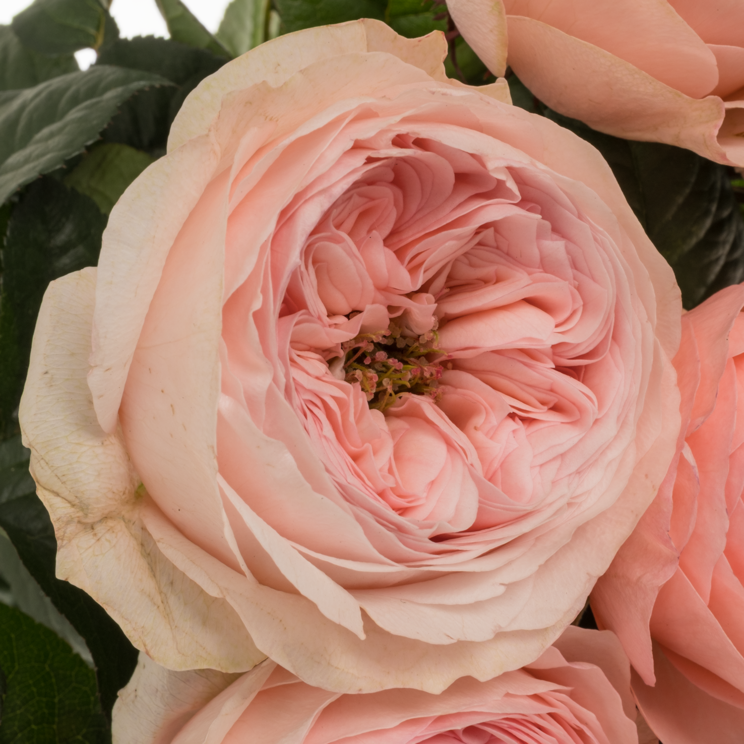 Rose rosa Troubadour gefüllt 50cm