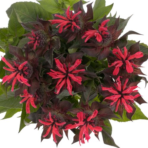 Monarda rot Fountain 60cm
