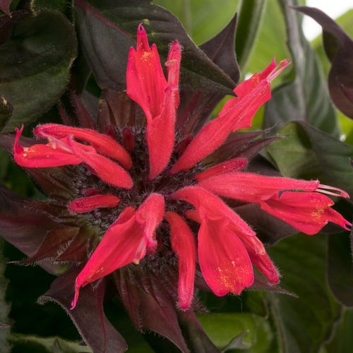 Monarda rot Fountain 60cm