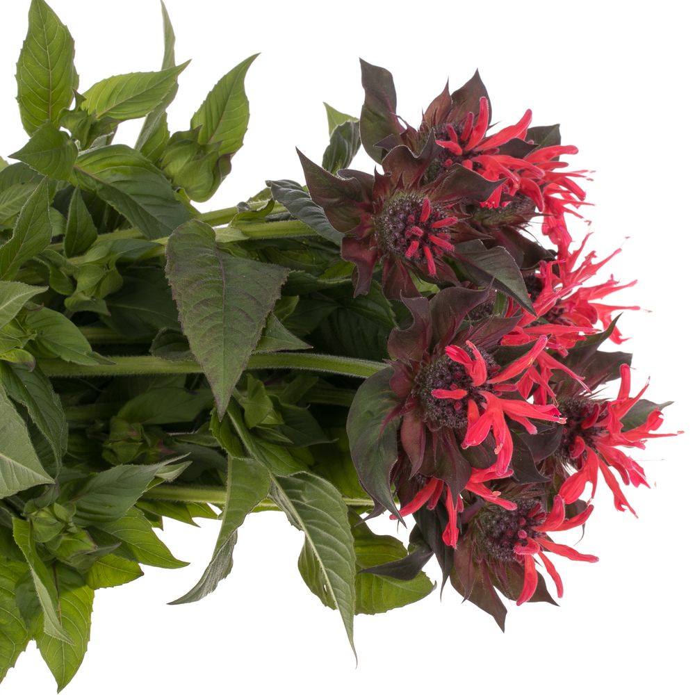 Monarda rot Fountain 60cm