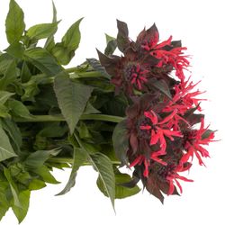 Monarda rot Fountain 60cm