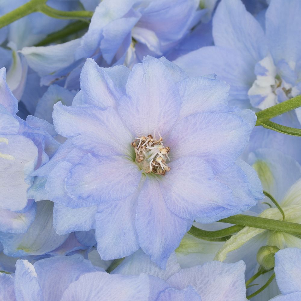 Delphinium blau Dewi Boy 60cm