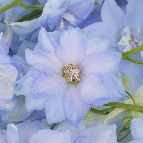 Delphinium blau Dewi Boy 60cm