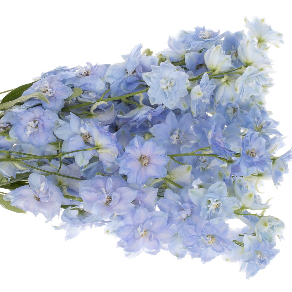 Delphinium blau Dewi Boy 60cm