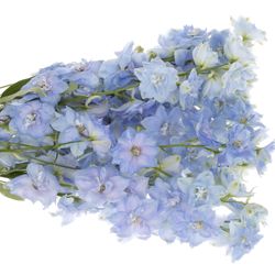Delphinium blau Dewi Boy 60cm