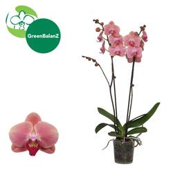 Phal.2-R rosa Marigold T12 H055