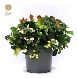 Gaultheria creme/weiss Proc. Ciao Bella T15 H028
