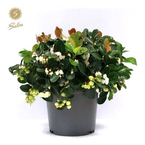 Gaultheria creme/weiss Proc. Ciao Bella T15 H028