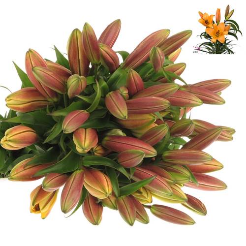 Lilie orientalisch orange Saltarelllo 4+bl