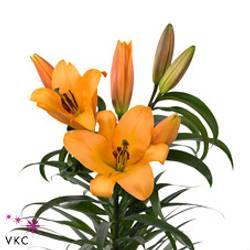 Lilie orientalisch orange Saltarelllo 4+bl