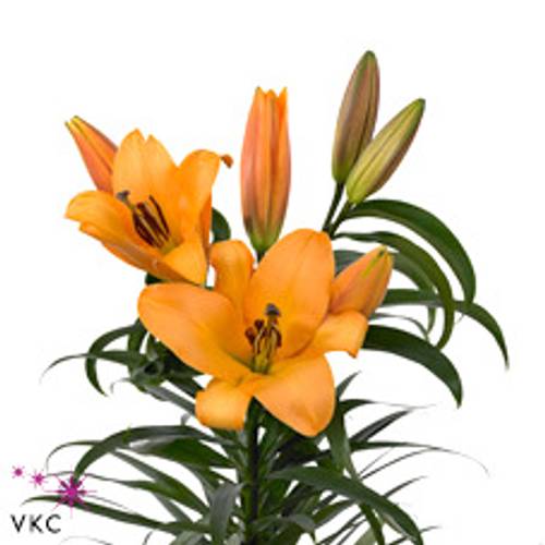 Lilie orientalisch orange Saltarelllo 4+bl