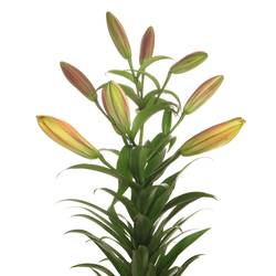 Lilie orientalisch orange Saltarelllo 4+bl