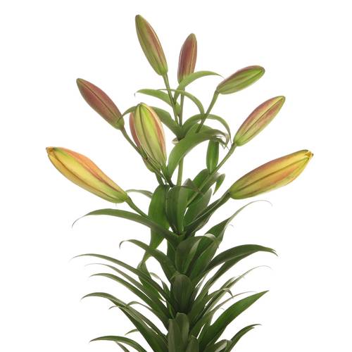 Lilie orientalisch orange Saltarelllo 4+bl