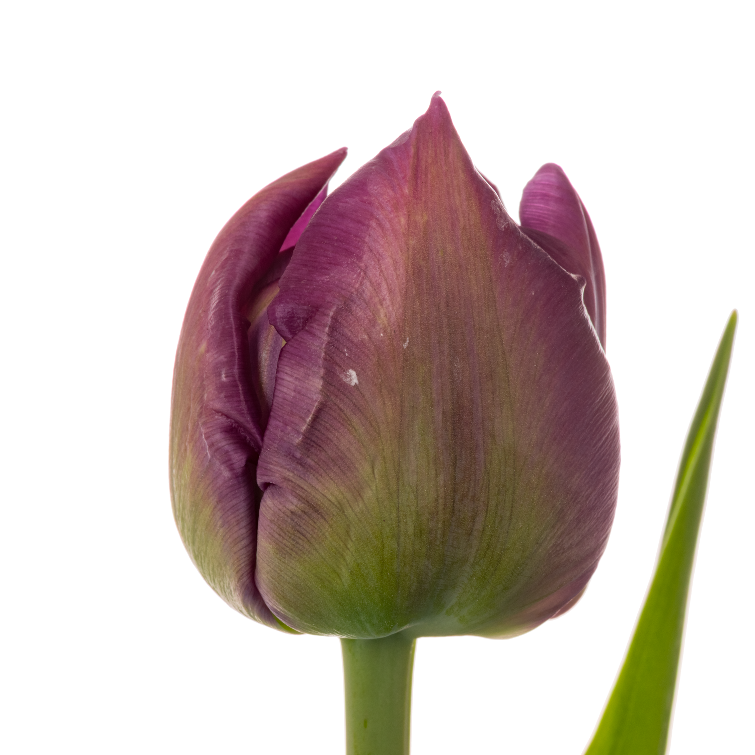 Tulpe lila doppel Mariola 36 Gramm