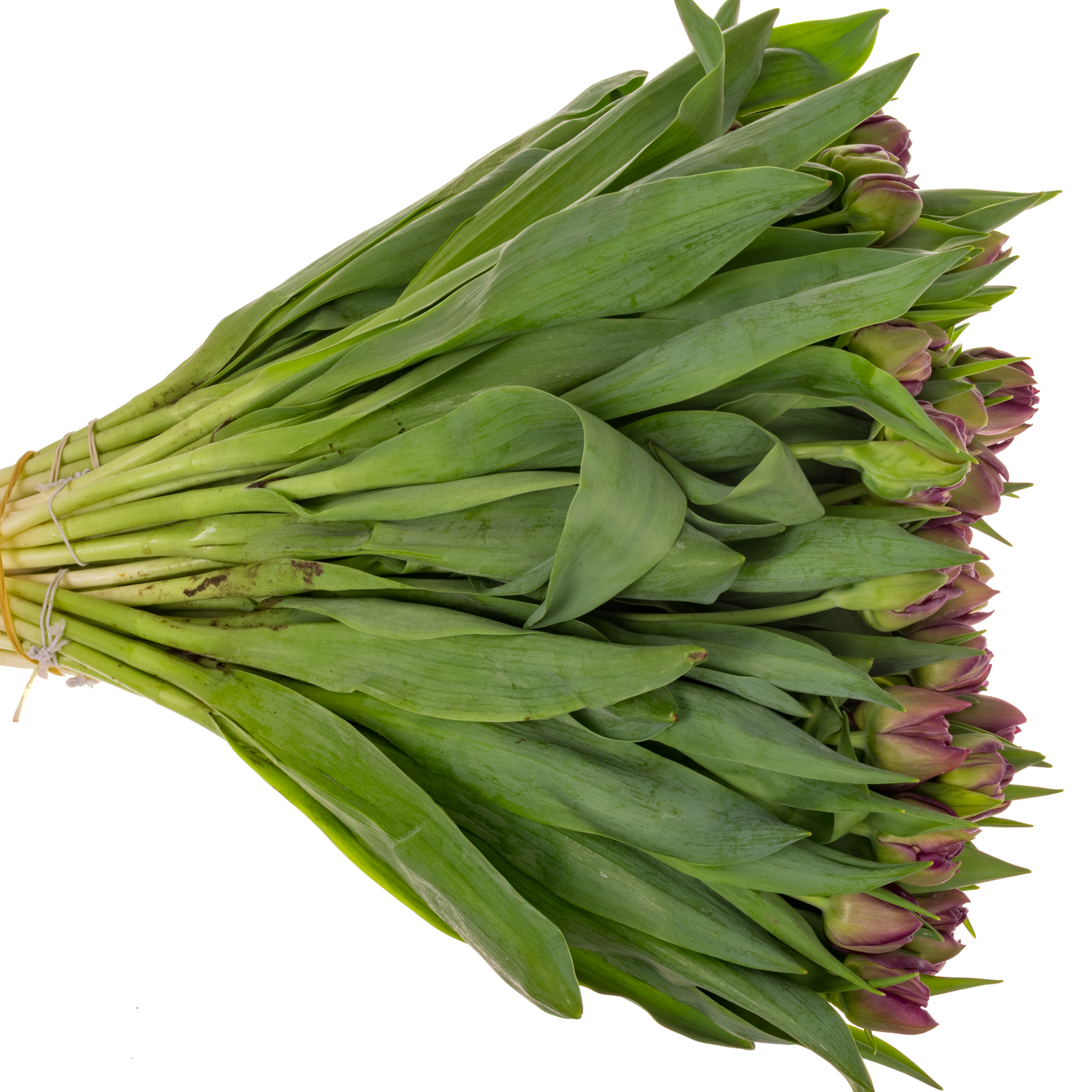 Tulpe lila doppel Mariola 36 Gramm