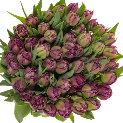 Tulpe lila doppel Mariola 36 Gramm