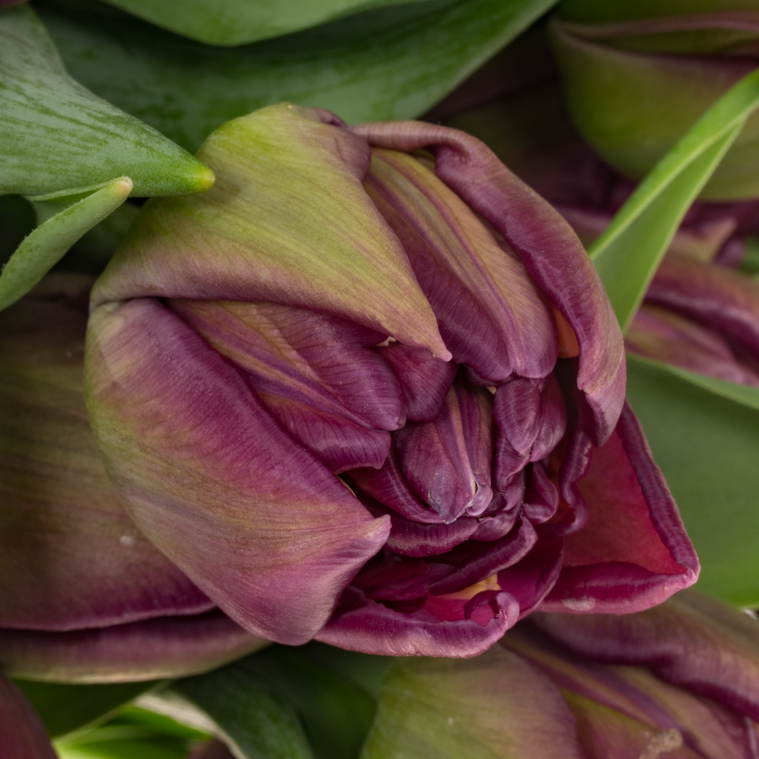 Tulpe lila doppel Mariola 36 Gramm