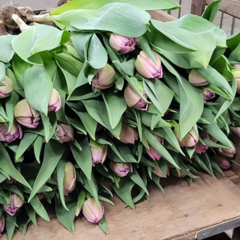 Tulpe lila doppel Mariola 36 Gramm