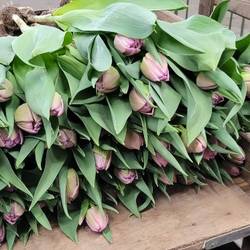 Tulpe lila doppel Mariola 36 Gramm