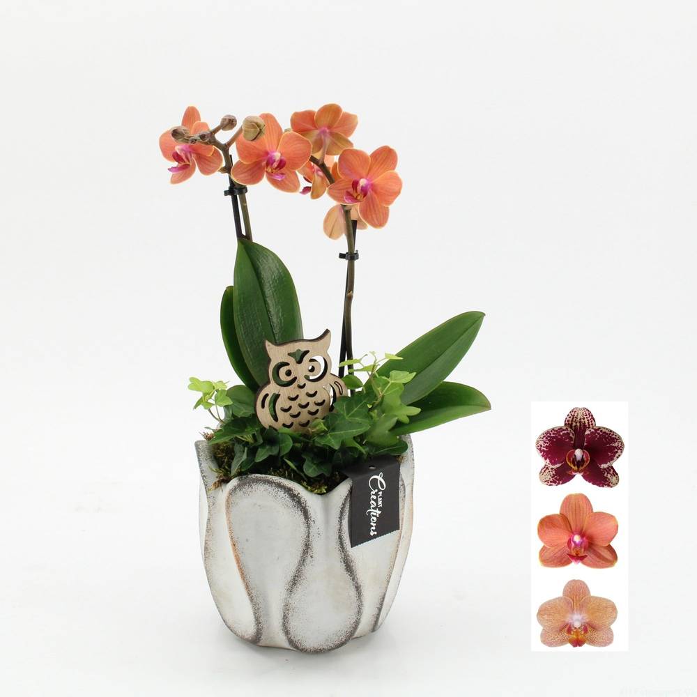 Phal.Arr-2524 Herbst T15 H045