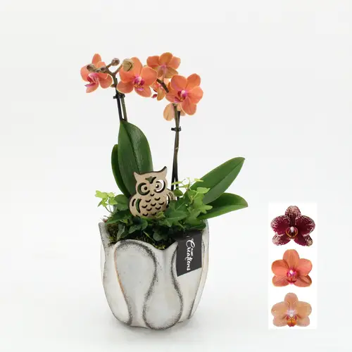 Phal.Arr-2524 Herbst T15 H045