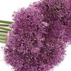 Allium lila Gladiator 70cm