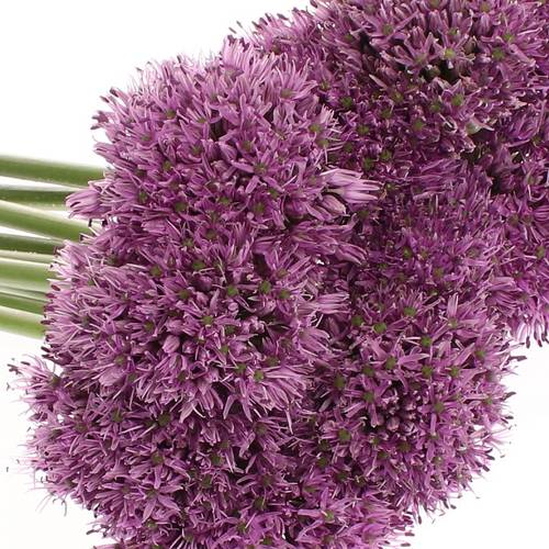 Allium lila Gladiator 70cm