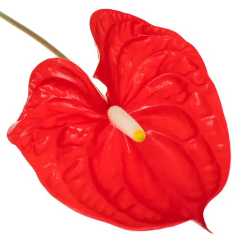 Anthurium rot Rambla Blüte 11cm