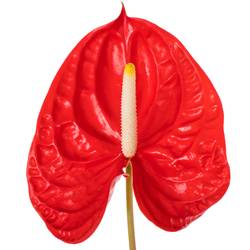 Anthurium rot Rambla Blüte 11cm