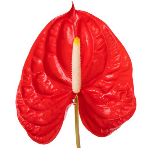 Anthurium rot Rambla Blüte 11cm